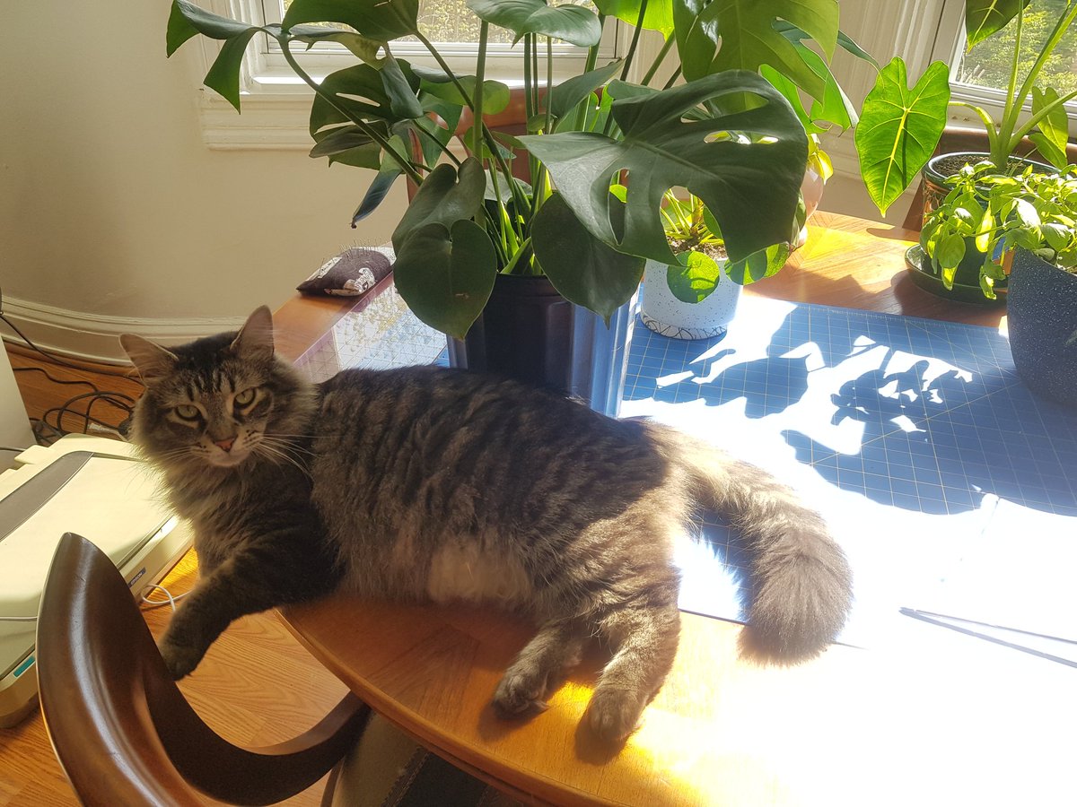 He's not sure about lap sitting but monorailing the back of my couch with his oven-hot butt planted in my neck? Guess I'm never moving from this spot!