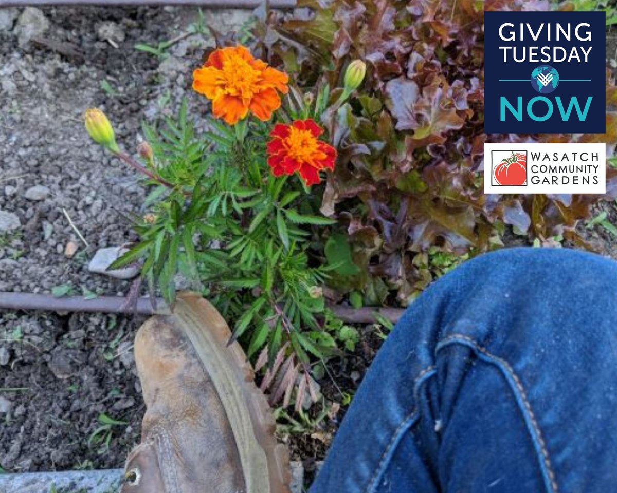 Today is #GivingTuesdayNow! This day is all about supporting local non-profits that make a difference. WCG's mission is to empower people to grow and eat healthy, organic, local food. Please help to sustain WCG’s work and make a gift today!

tinyurl.com/yb9d7b9y