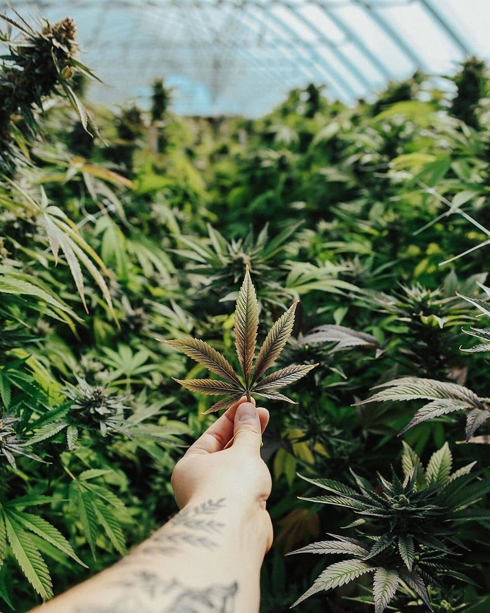 HIGH_TIMES_Mag's tweet photo. Not the worst place to ride out the pandemic. 😉🌿

📸: https://t.co/vRcaMYrbZS https://t.co/mdC45d5THS