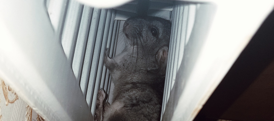 FriendsArthur's tweet photo. Chilli always find new good places to hide around the house. The last time we found he under the radiator, after the washing machine, on the shoe rack and we think there are many more.  #chilli #chinchillin #chinchilla #chinchillafun #chinchillalife #chinc https://t.co/xneS5zUhxc https://t.co/JgXyYZWUms