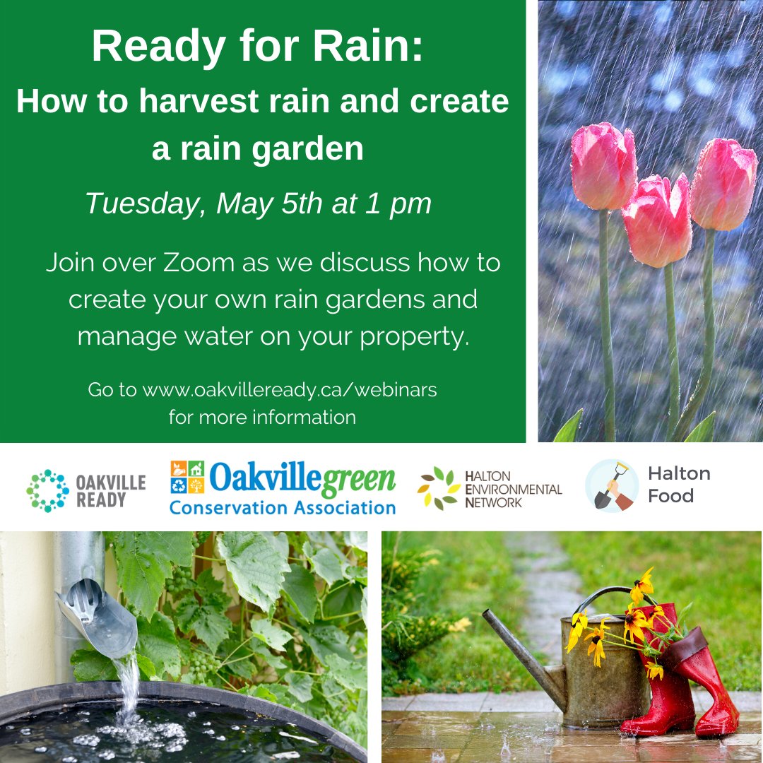 henhere's tweet photo. At 1 pm join us for a call all about how to manage water in your garden and create a rain garden. Go to https://t.co/9ihlIczv3n to get details on how to join!
@oakvilleready @Oakvillegreen https://t.co/v4kpuKCp6a