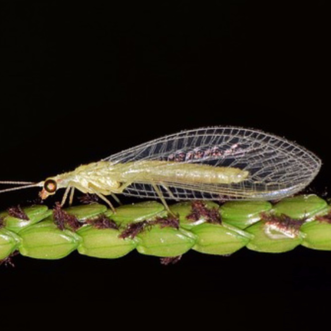 seed_ball's tweet photo. Lacewing
There are 18 different lacewings in the UK, the adults hibernate over the winter and are pollinators and the young larvae eat aphids. Encourage them into your garden as a form of natural pest control.
https://t.co/pwcxGJVRjM
#Lacewing #Insects #BeetleMix https://t.co/MYk5IRWmZU