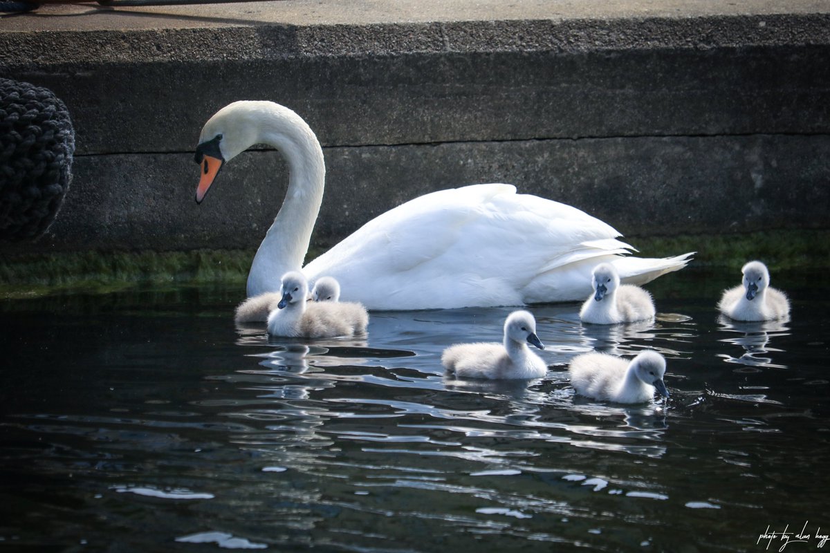 Pride @unioncanalswans Had to cycle all the way down to the posh end of the canal as the Swans are of living the high life 😛😎 #Edinburgh #muteswans #unioncanal #cygnets