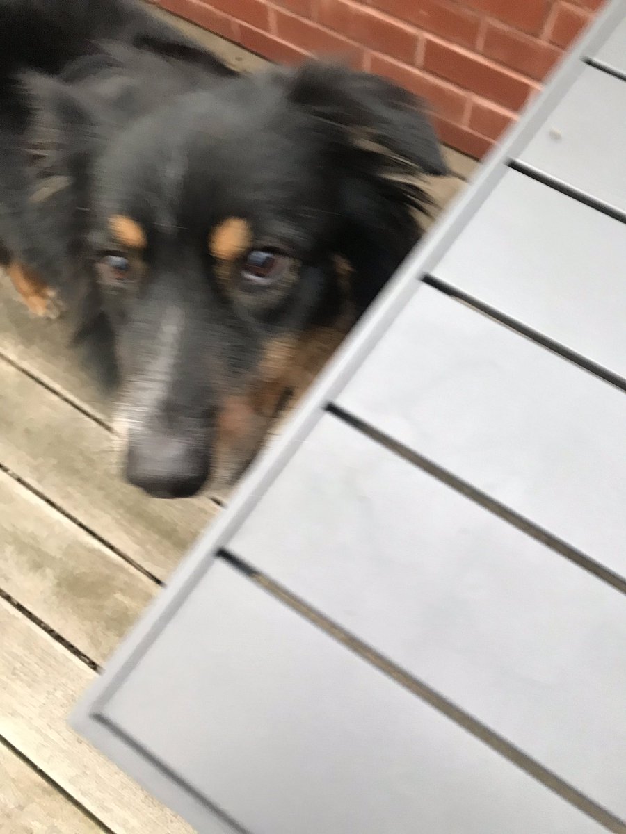 Tune in for your daily #healthyindian cooking lesson. Oliver will be there. 11 today Chicago time on my @indianasapplepie facebook page. We are making roasted eggplant.