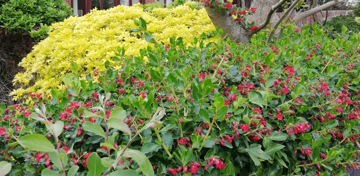 kelbacon's tweet photo. Rather a grey day, but none of that rain forecast, so sallied forth on my exercise walk despite the chilly wind. Still splashes of colour en route. #exerciseOnceaDay #StayHome https://t.co/3Ijsy7bqYg