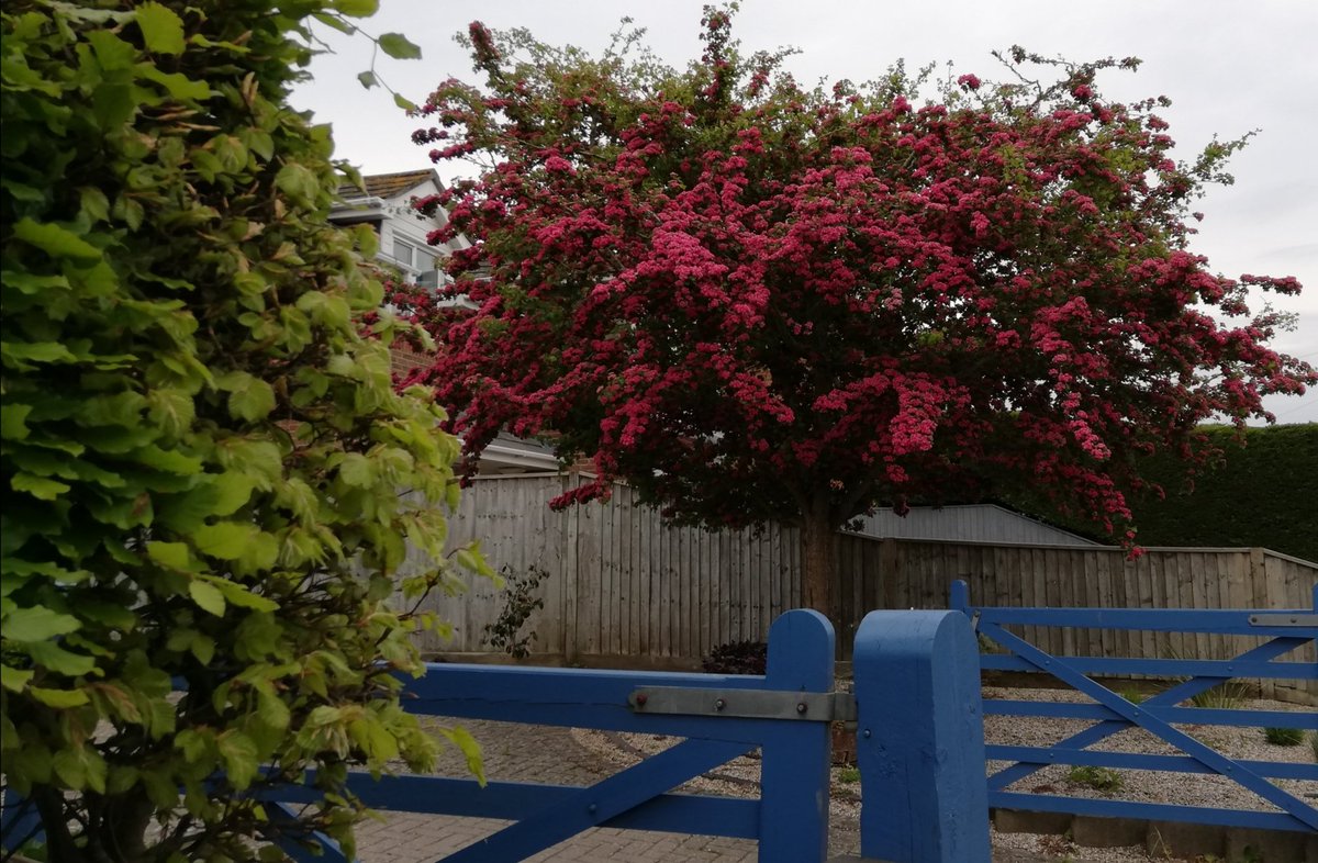kelbacon's tweet photo. Rather a grey day, but none of that rain forecast, so sallied forth on my exercise walk despite the chilly wind. Still splashes of colour en route. #exerciseOnceaDay #StayHome https://t.co/3Ijsy7bqYg