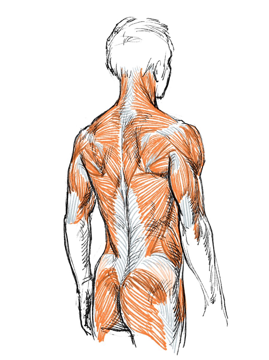 肩を下ろす すくめる 伊豆の美術解剖学者のイラスト
