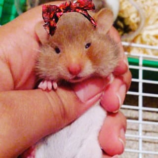 patricia_brazil's tweet photo. Sou fã número 1 do reino animal da @manugavassi . A Hamster mais Zen e fofinha do mundo!
Em breve meu ensaio fotográfico. Me segue lá no Instagram! 🐠Quem sabe em breve conhecerei o #genilson ❤ MANU NO ENCONTRO @BruMarquezine @EncontroFatima
https://t.co/DZpUIUCWEi https://t.co/qcoEBQER4I