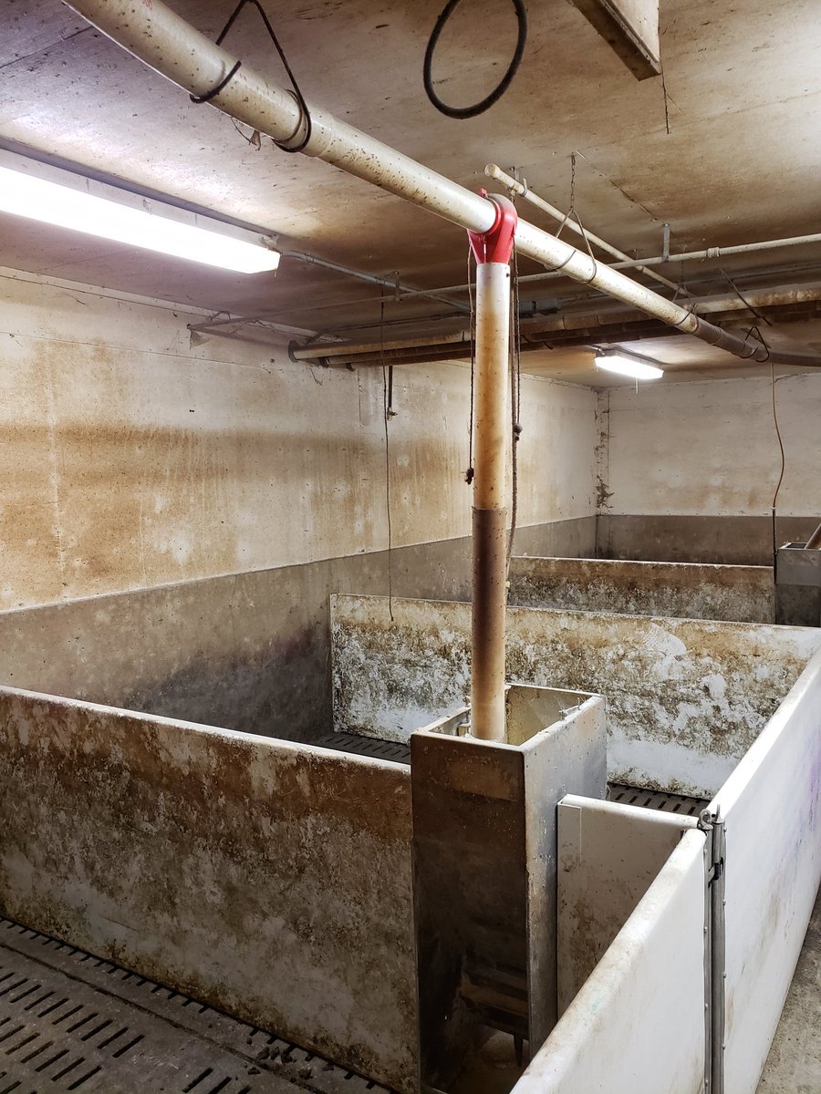 SchippersCanada's tweet photo. Our new MS Topfoam Fresh cleans the toughest of messes while leaving behind a pleasant lavender scent! @Rvandebr4 shows us a before/after of their sorting room when using our Topfoam Fresh, stating that the room is cleaner and smells better than ever! #passionforfarming #hycare https://t.co/8EQ1lMGjTQ