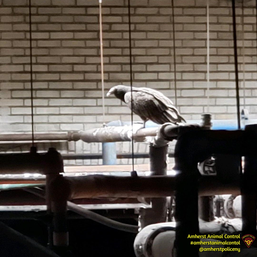 amherstpoliceny's tweet photo. [AMHERST POLICE, NY] -- This Turkey Vulture was trapped inside the building at 400 Mill Street.  Town of Amherst Building Maintenance Rob Klumpp called Amherst Animal Control to assist freeing the bird from the building.  #AmherstAnimalControl
[Photo Credit / Klumpp and Griffin] https://t.co/z3WuX4Nwo8