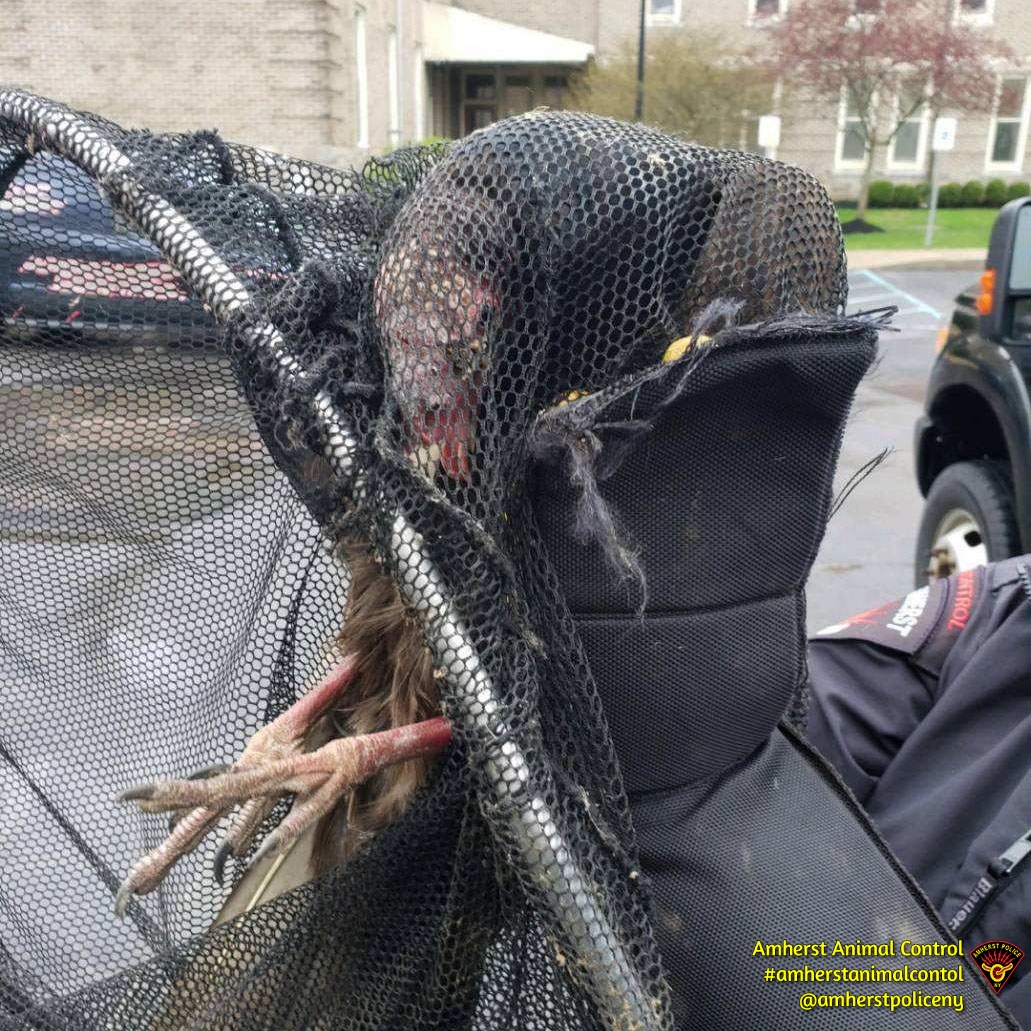 amherstpoliceny's tweet photo. [AMHERST POLICE, NY] -- This Turkey Vulture was trapped inside the building at 400 Mill Street.  Town of Amherst Building Maintenance Rob Klumpp called Amherst Animal Control to assist freeing the bird from the building.  #AmherstAnimalControl
[Photo Credit / Klumpp and Griffin] https://t.co/z3WuX4Nwo8