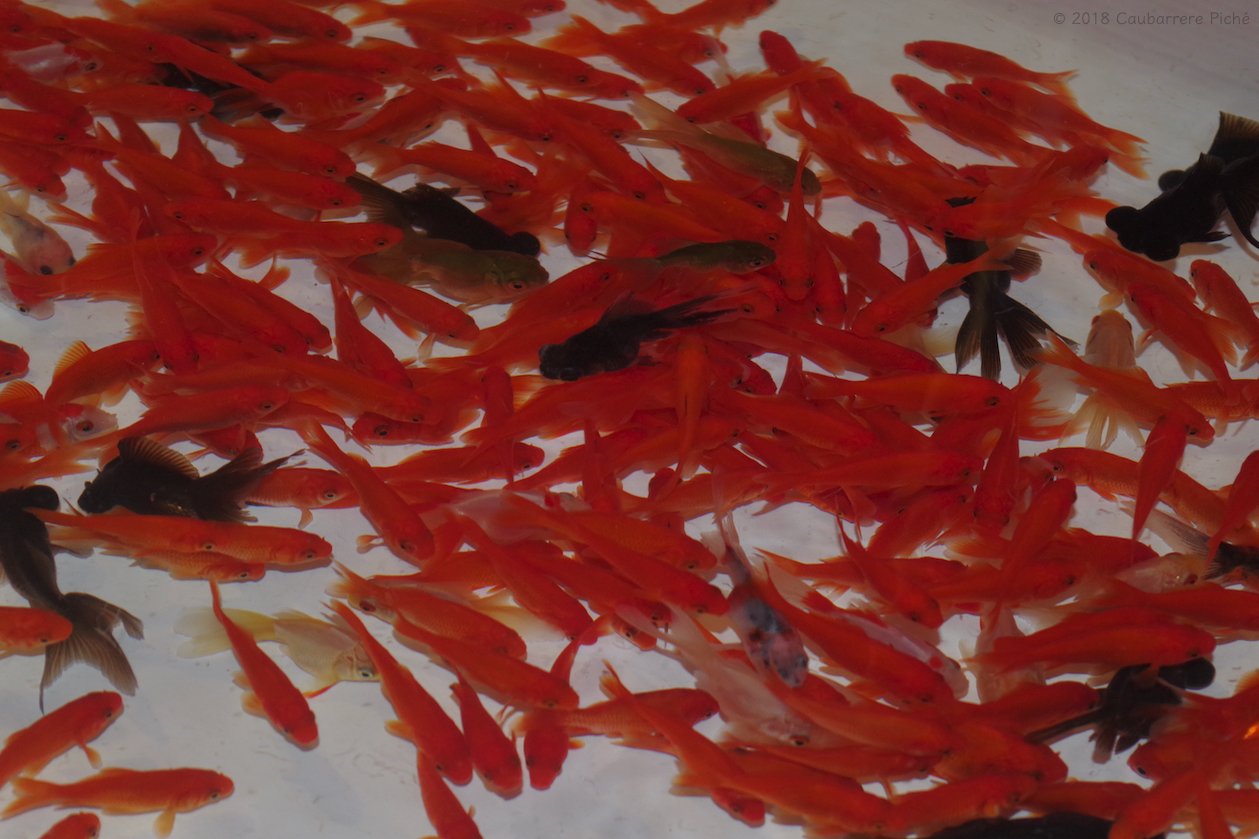 金魚掬い Twitter Search Twitter