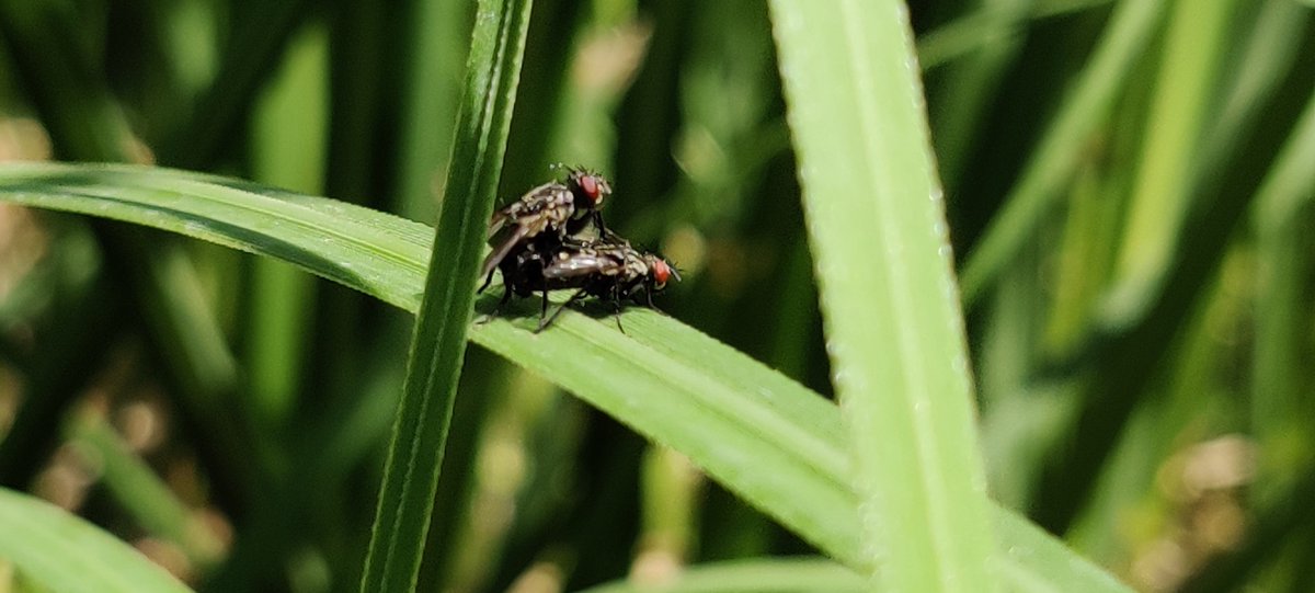 Punisheitor's tweet photo. Por mucho virus que haya, este verano seguiremos teniendo moscas... #op7pro #3x #moscas https://t.co/pMAoJbZ6nc