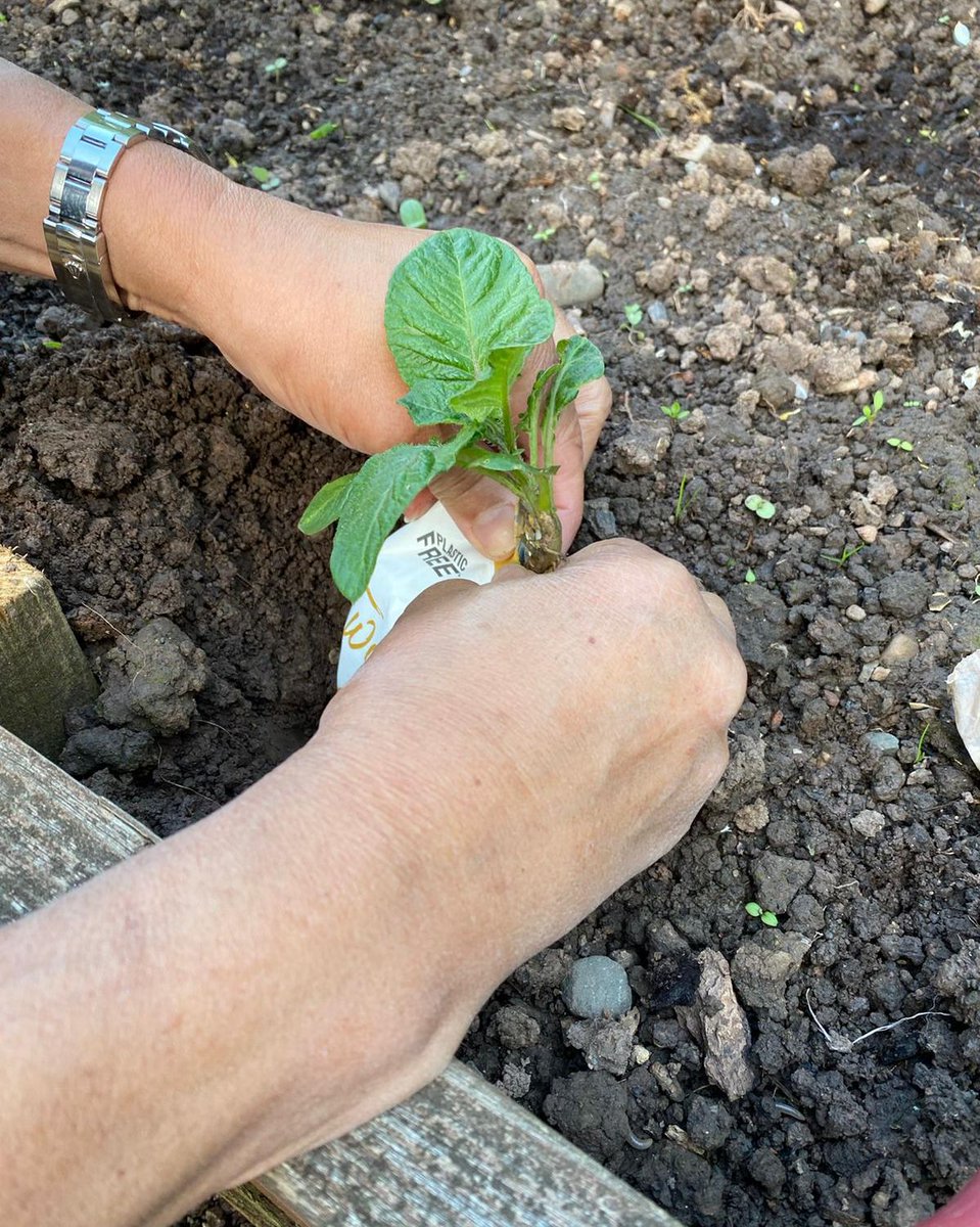TwoFarmersHfd's tweet image. As we are talking about all things home-composting this week, we thought it&apos;d be a great idea to share a little activity you could try at home with your children! Head over to our latest Instagram or Facebook post to find out more! 🌱

#internationalcompostawarenessweek #icaw2020