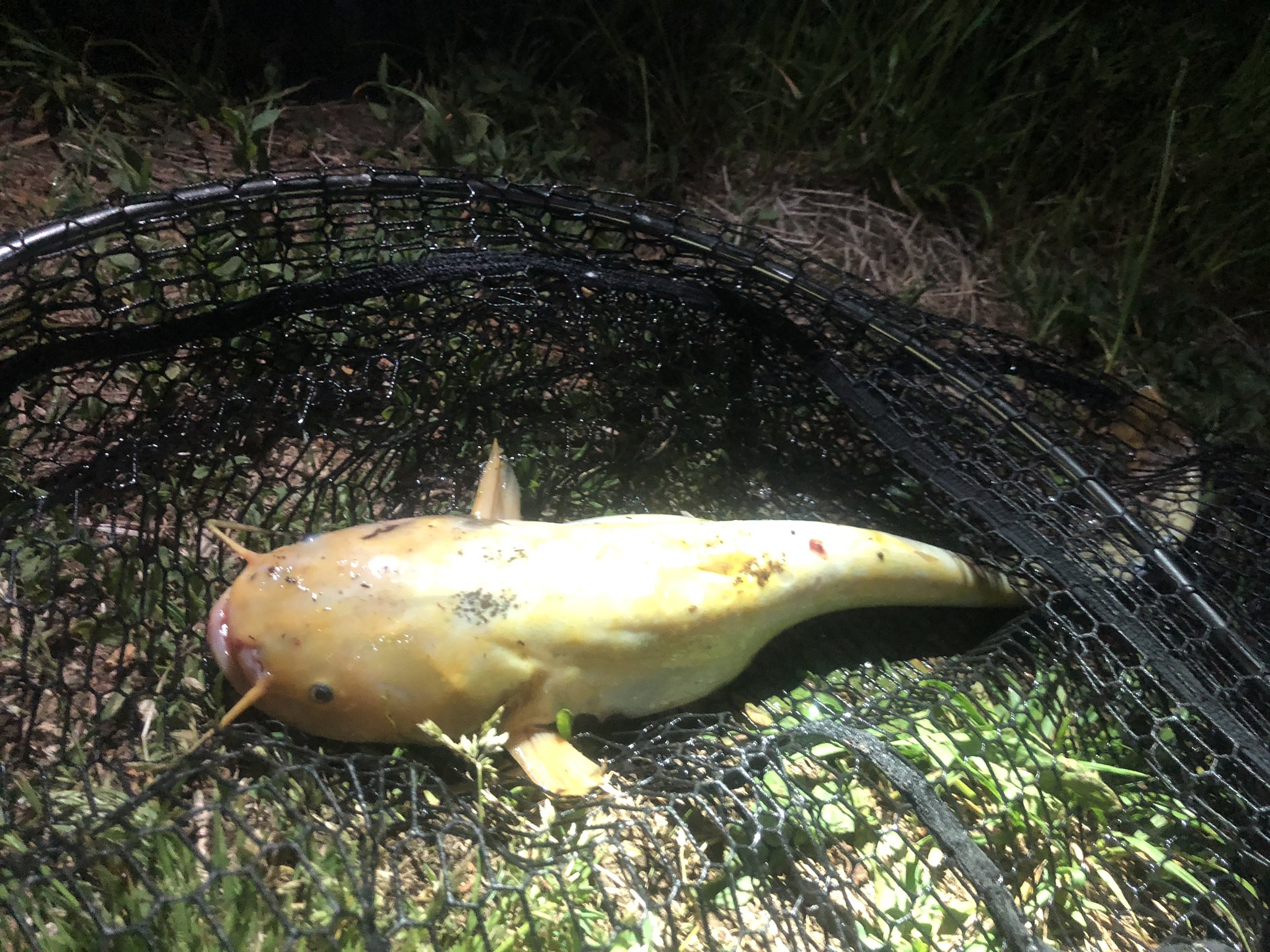 にﾆｬ にゃｶﾞｲ 君 夜少しだけナマズ狙って釣りしたら まさかの アルビノナマズ釣れました 本当にびっくりwww こんなの自然界にいるんですね サイズは50ｾﾝﾁぴったり ナマズちゃん大好き 3密を避けて釣りしました 1人もすれ違って