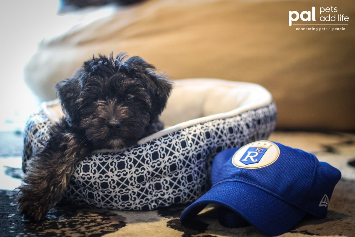 Royals's tweet image. We missed seeing all the very good dogs at #BarkAtThePark, including those who need a good home.
 
Reply with photos of your Royal pets you’ve adopted since quarantine.

#NationalPetWeek // #PetsAddLife