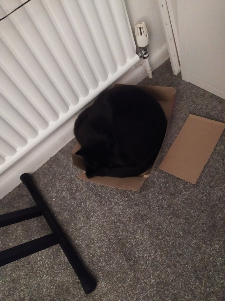 Kitkat_Kat63's tweet photo. Box cat https://t.co/8gL1vG3iOj