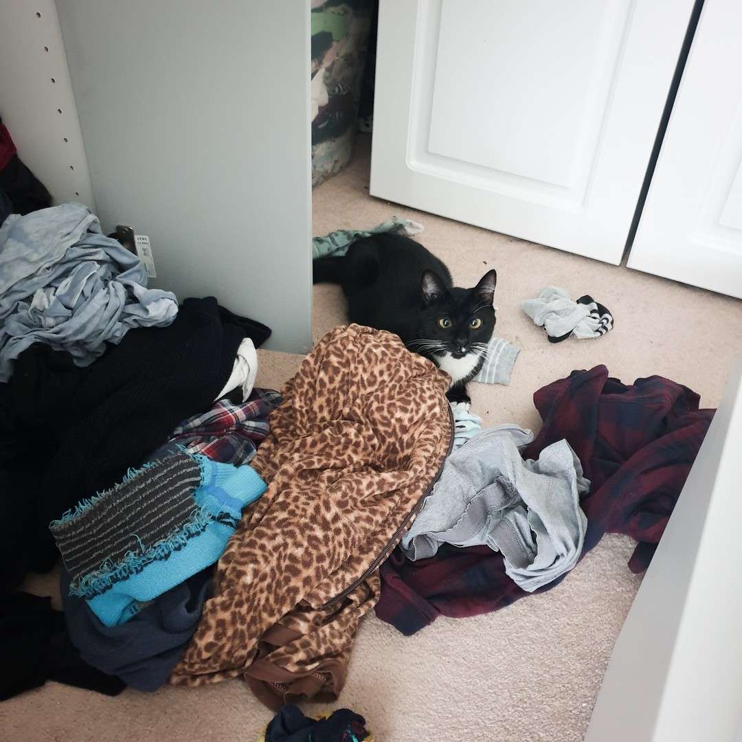 MaiseyAndMagna's tweet photo. I decided to help mama do the washing 🧽 Didn't I do a good job😹?#CatsOfTwitter #CatsOfTheQuarentine https://t.co/9XDsxRO3ij