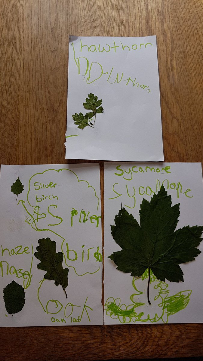 OriginalSHunter's tweet photo. Effie has found a rabbit, rubber and rhubarb, for the letter r. We've also collected leaves on our daily walks and we have identified what type of tree the leaves came from @CwmbachPri https://t.co/f4PMn2FjeS