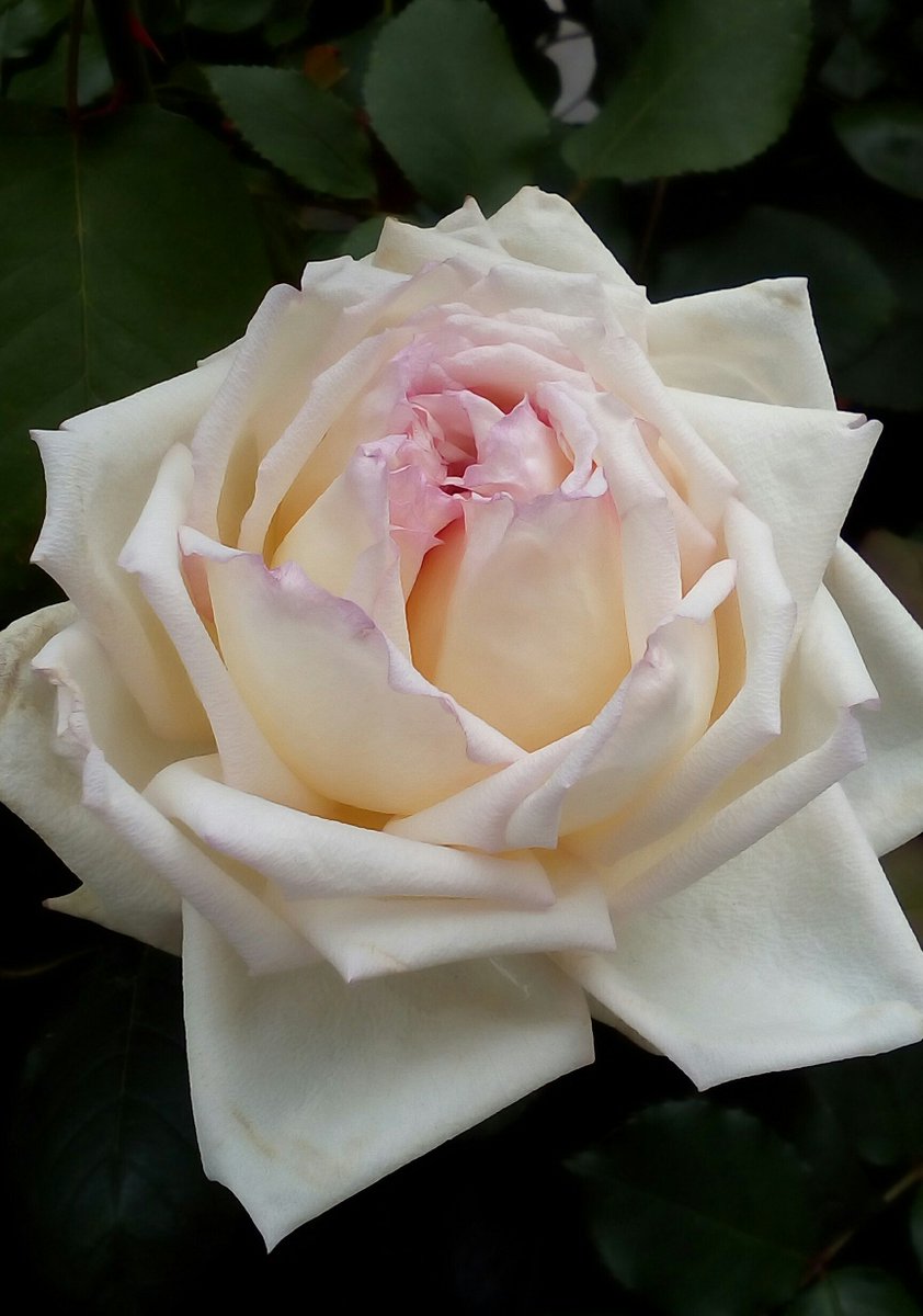 Tea つるピース Peace Cl 1949年 アメリカ Peace 1935年フランスの枝変わり バラを育て始める前から名前だけは知っていた殿堂入りの名花 別の名で発表され1945年にpeaceの名で発表しなおしされたメッセージ性の強い花 輝くような黄色に縁がやさしい