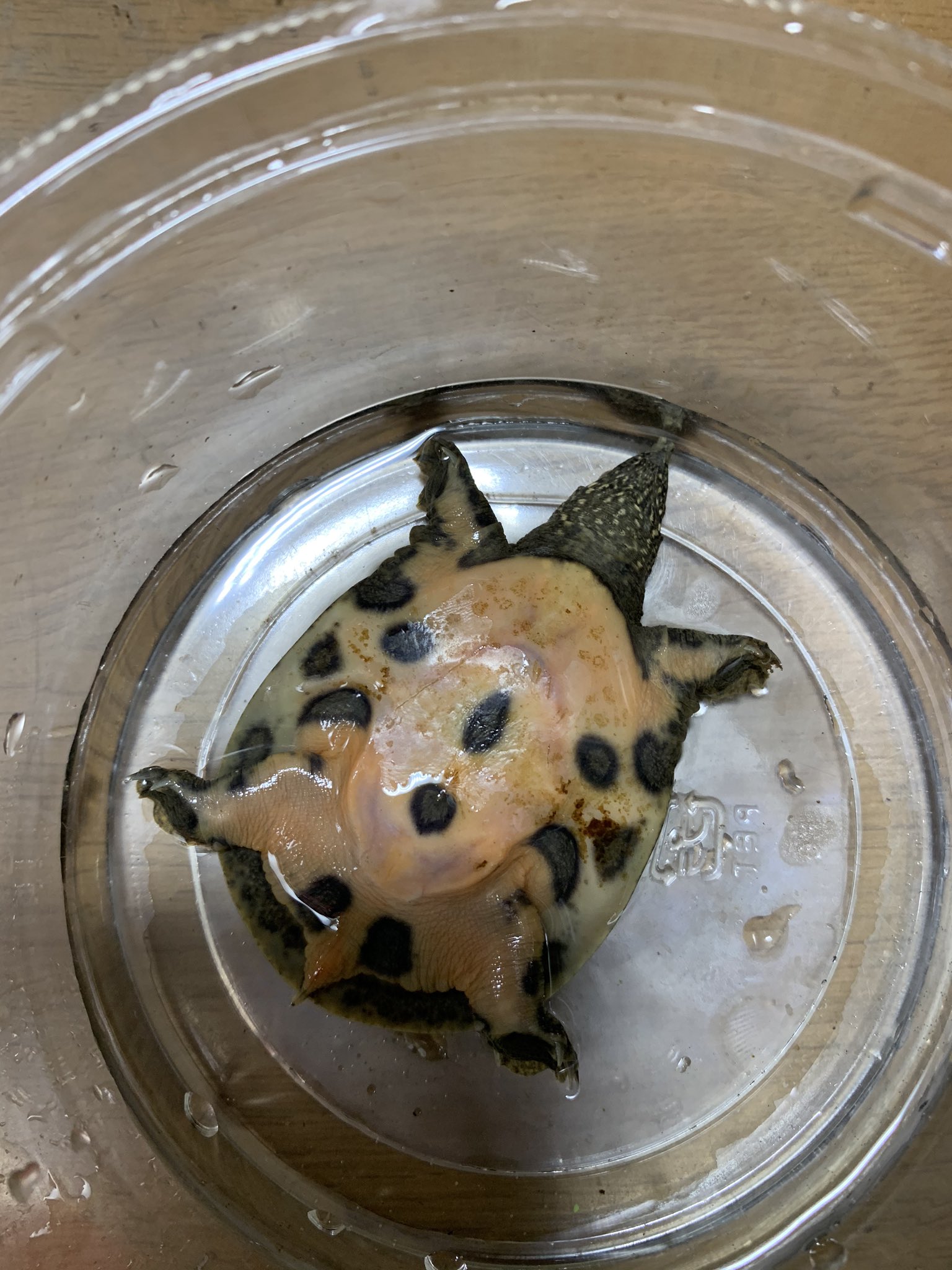 ザリガニr Twitter પર 水換え中にスッポンがアカハライモリに噛みつきお亡くなりに 原因はおそらくアカハライモリ の皮膚から分泌されるテトロドトキシンが効いたためか 改めてアカハライモリの毒性を思い知らされました T Co Rsqovjgsy8 Twitter