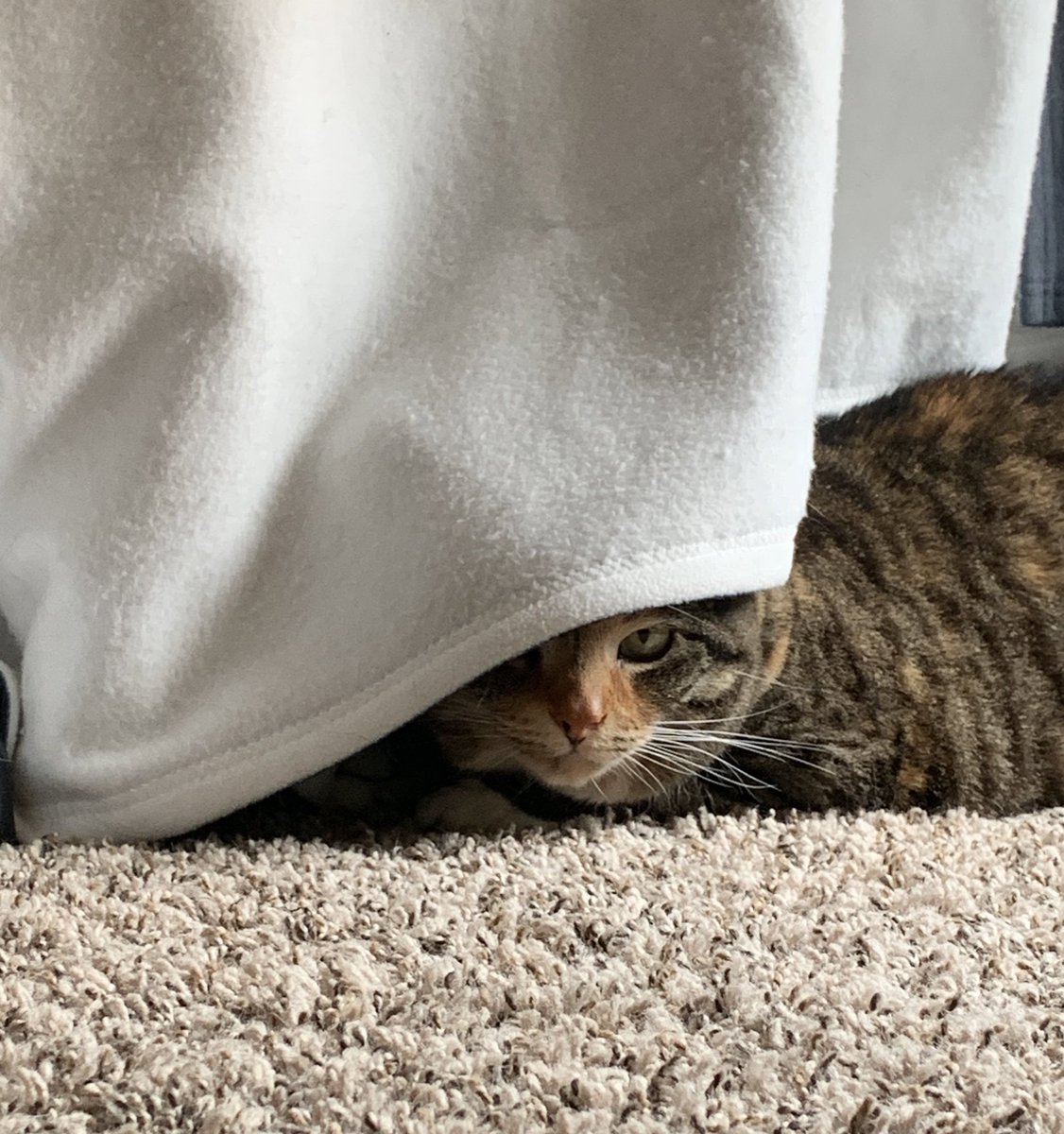 LifeOfPatches1's tweet photo. Me hiding from my responsibilities https://t.co/Be4hwm6muu