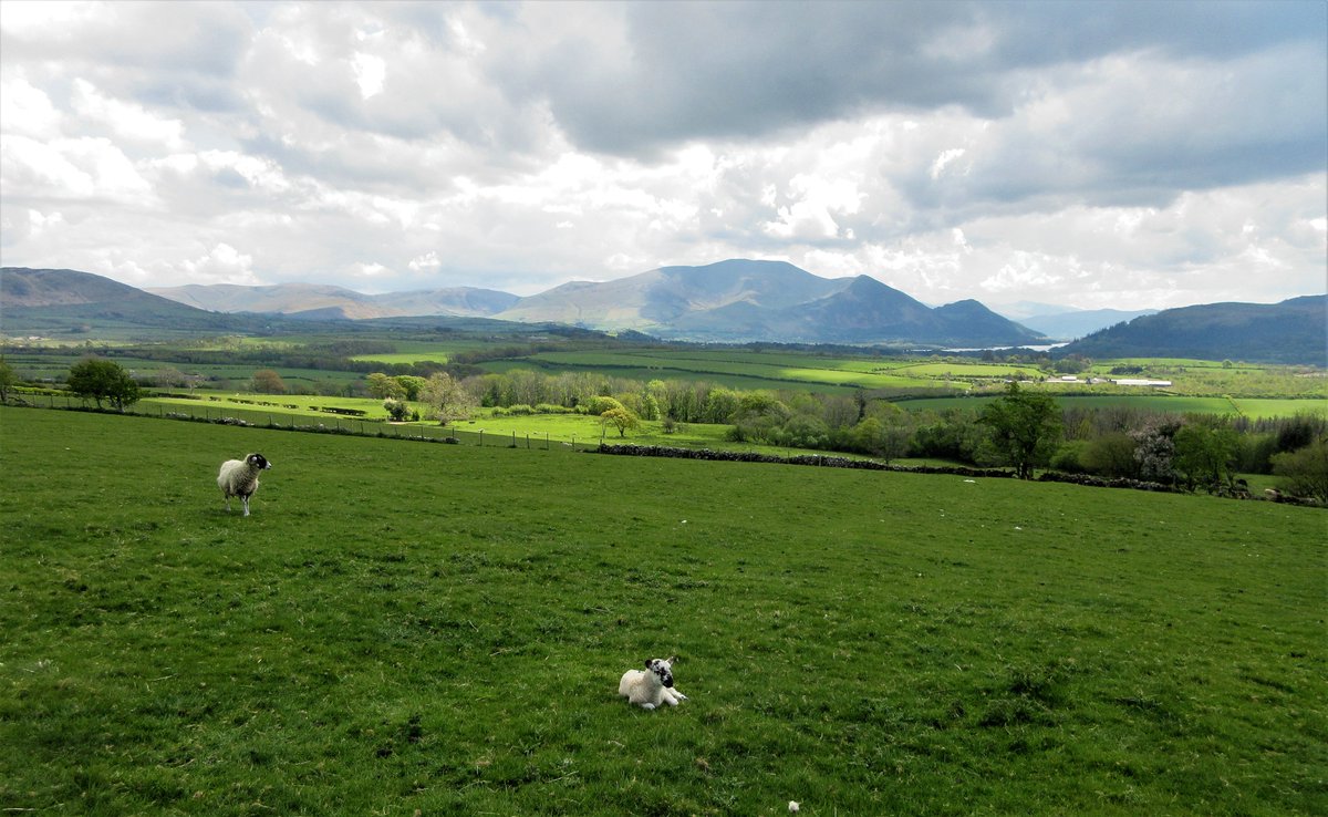 StanLeigh18's tweet photo. walk at the beautiful village of #Blindcrake
- Village view
#bluebells &amp; woodland near the path between the village &amp; #Sunderland
#Skiddaw &amp; #BassenthwaiteLake view
#ClintsCrags with #Binsey beyond
@CumberlandPics @PictureCumbria @FeatureCumbria @TMaryporters @viviennecrow2 https://t.co/J9fTQVqTqG