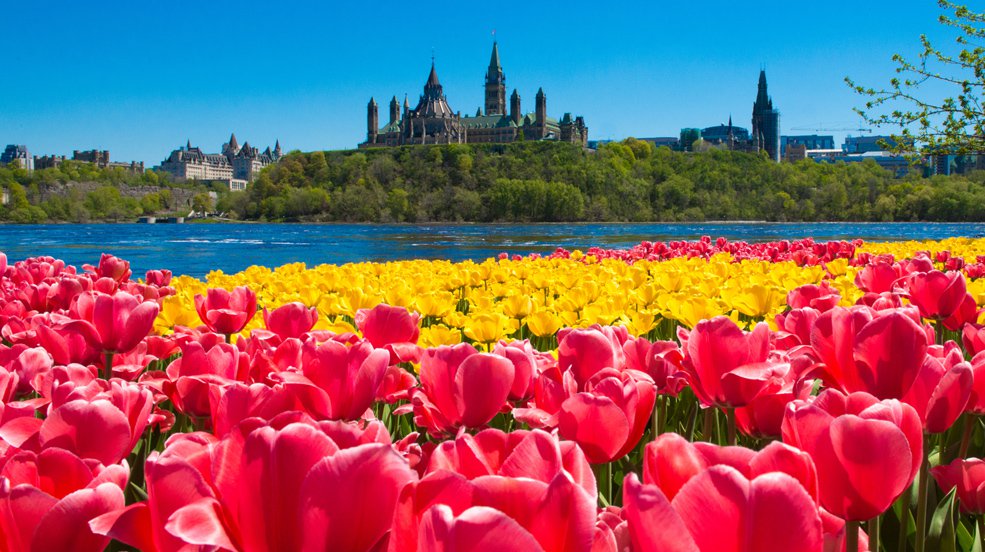 75 years ago, 7,600 Canadians died helping to free the Netherlands. The Dutch sent 100k tulip bulbs as a gift of gratitude for the role Canadian soldiers played in their liberation. They haven't forgotten &amp; still send us thousands of tulip bulbs every year
#Netherlands75 #cdnpoli