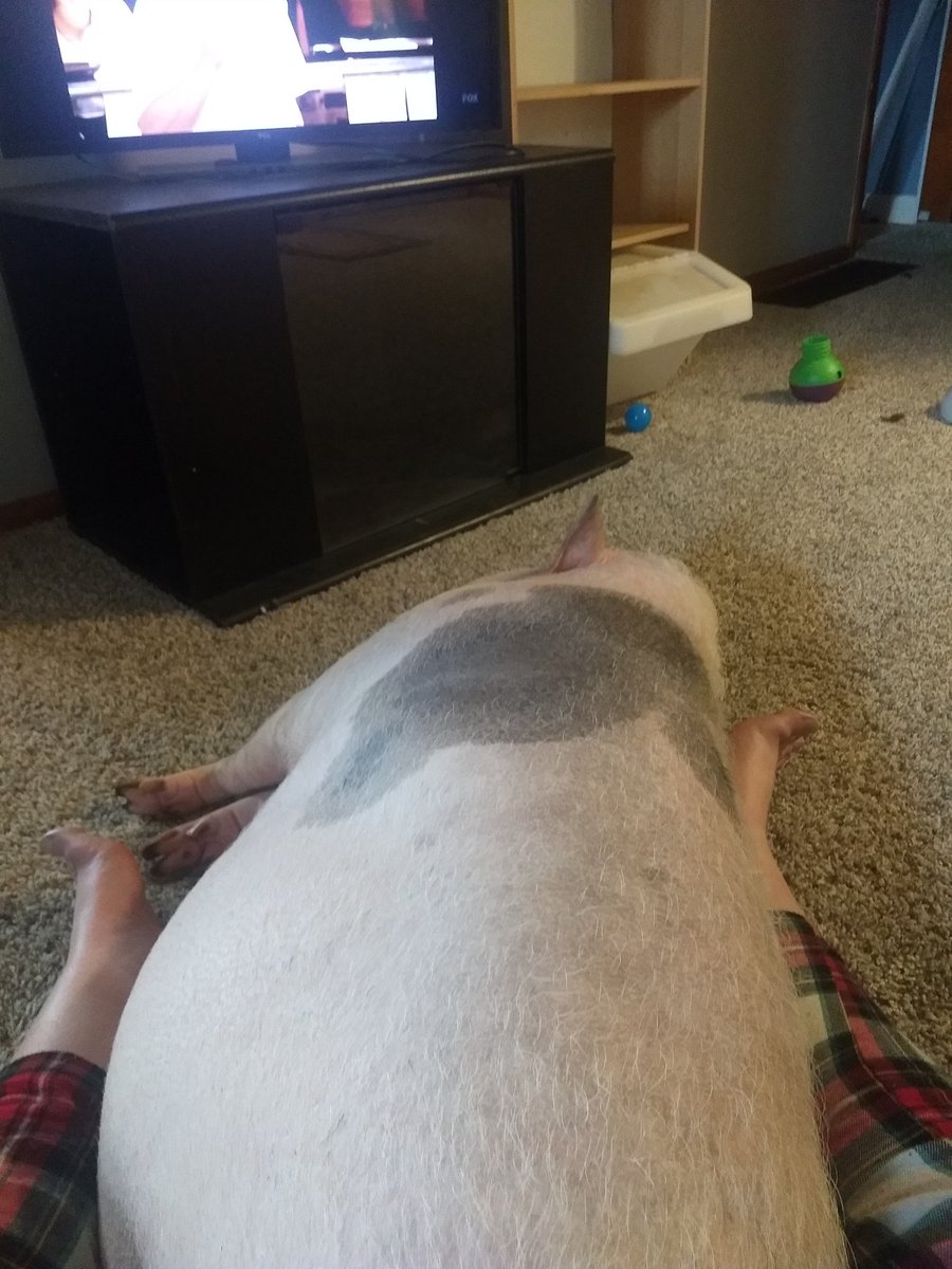 thoughtsofapig's tweet photo. This is my favorite cuddle spot. Best for maximum belly rubs https://t.co/I4663Re7Al