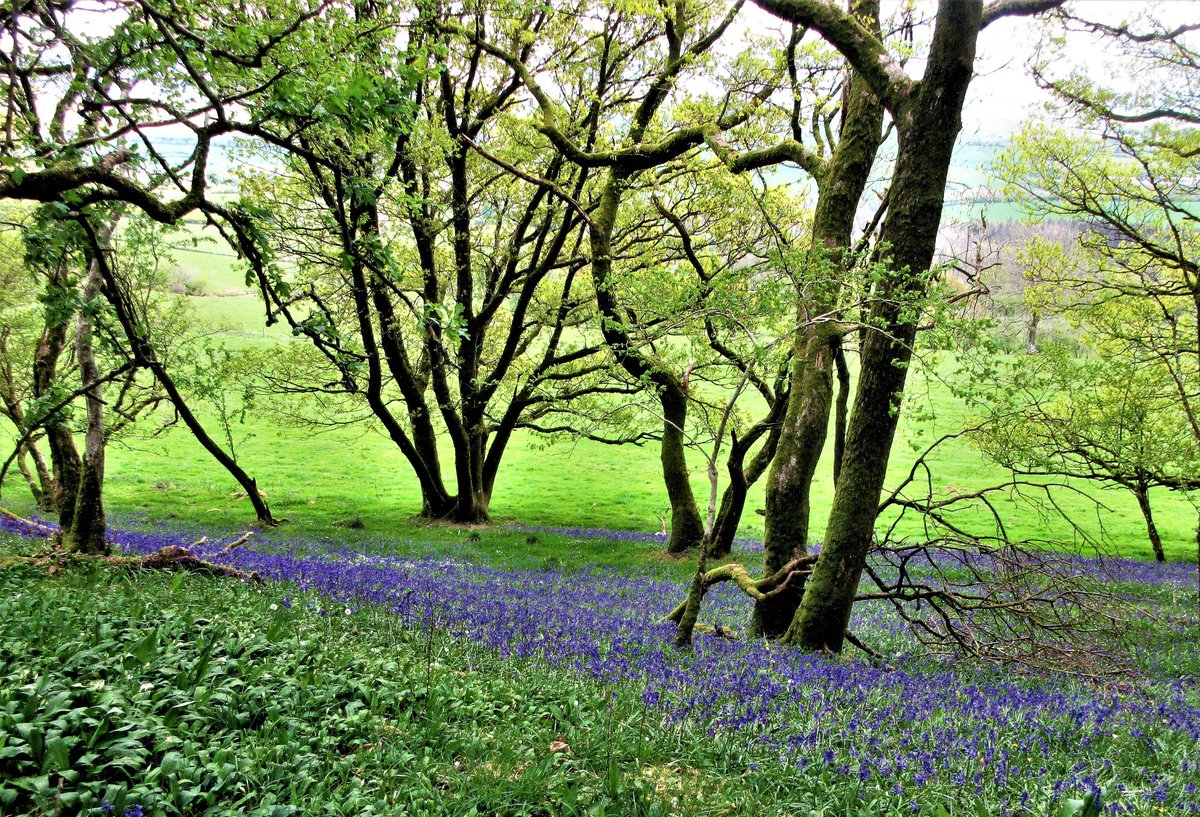 StanLeigh18's tweet photo. walk at the beautiful village of #Blindcrake
- Village view
#bluebells &amp; woodland near the path between the village &amp; #Sunderland
#Skiddaw &amp; #BassenthwaiteLake view
#ClintsCrags with #Binsey beyond
@CumberlandPics @PictureCumbria @FeatureCumbria @TMaryporters @viviennecrow2 https://t.co/J9fTQVqTqG
