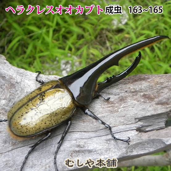 ヘラクレスリッキーブルー Twitter Search