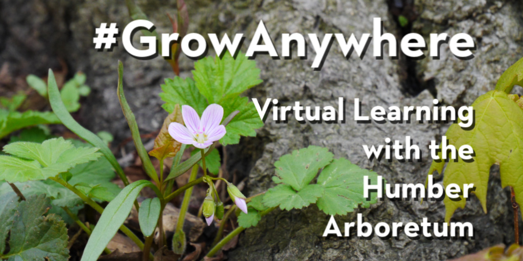 HumberArb's tweet photo. We're excited to officially launch 'Grow Anywhere – Virtual Learning with the Humber Arboretum'. 
Learn about this new, growing section of our website dedicated to helping you connect with &amp; learn about the natural world from home and beyond.
https://t.co/WvZErN0pQL
#GrowAnywhere https://t.co/H6f9tU4CBy