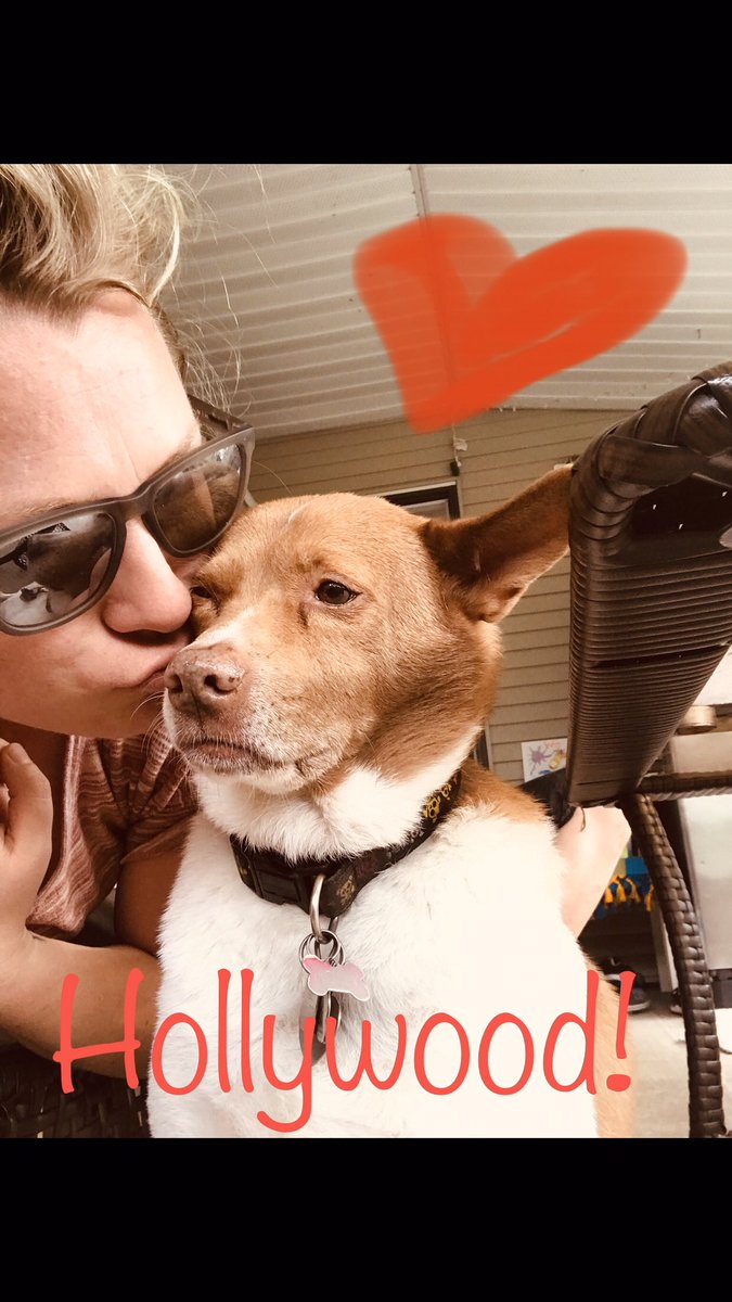 annadorgbott's tweet photo. ❤️ Hollywood 🐶 @CherryHillSD75  #CHEspiritweek https://t.co/LrQ3CUhuIw