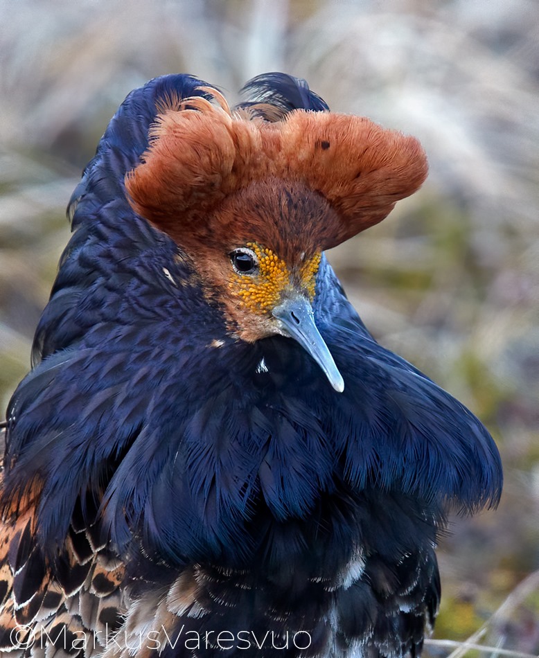 WildlifeBelarus's tweet image. Вось так самцы баталёнаў (турухтанов) разадзяваюцца вясной! Непаўторныя рознакаляровыя пярэстыя касцюмы! 😍

Від уключаны ў нацыянальную Чырвоную кнігу.
📷 Фота: Markus Varesvuo.