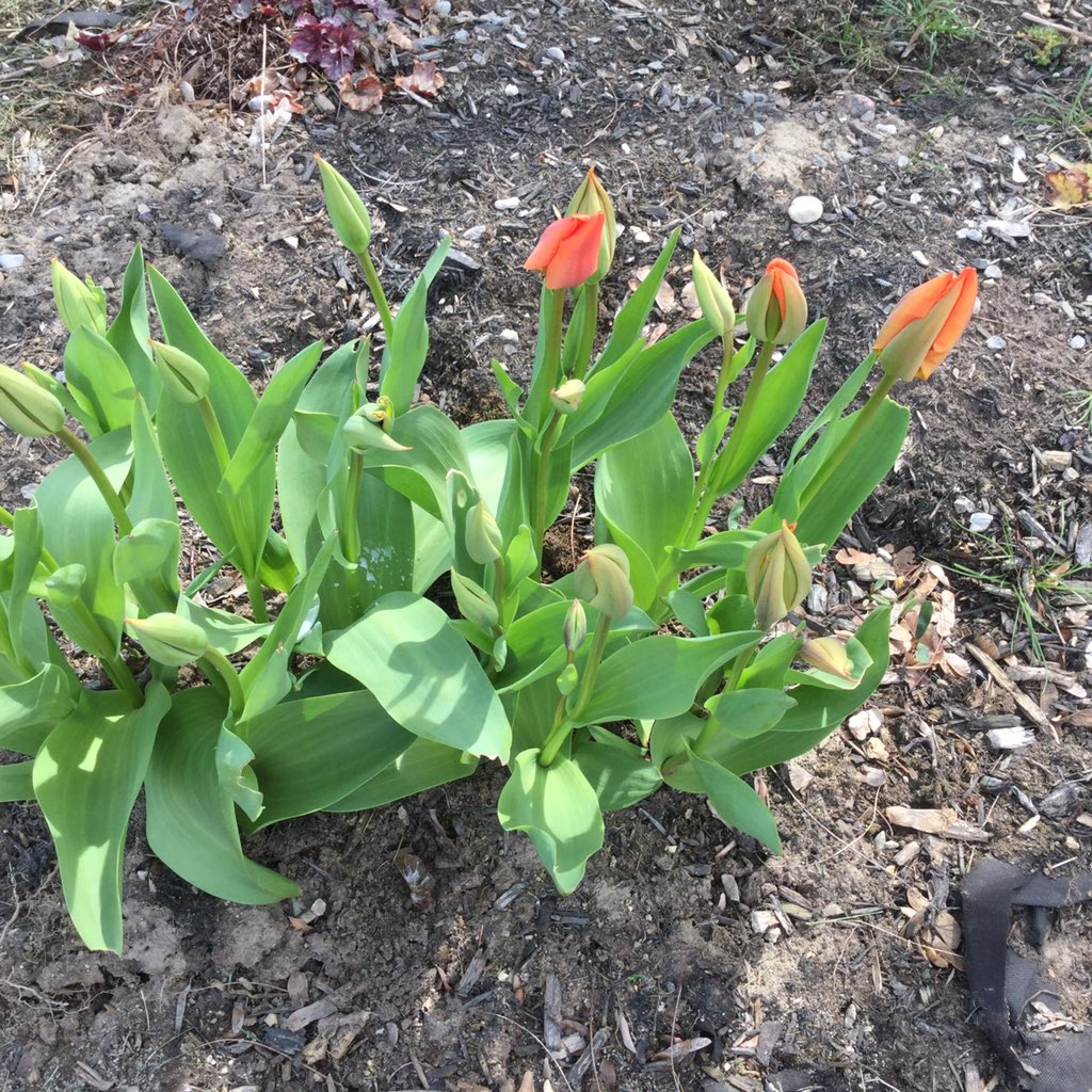 PurePammy's tweet photo. @Dio801 @TheSpec @HamiltonPolice Mine are beginning to bloom also! #BloomingLib75 https://t.co/HkU3Bj3HOB