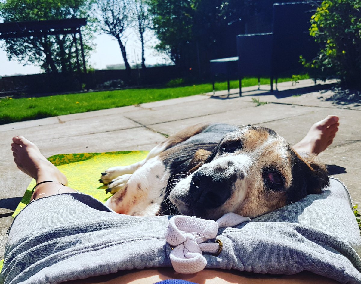Drift_P's tweet photo. Look at this #gorgeousgirl love my @bassethoundsofinstagram #fergie #10yearsold and still brings a #smile to my face #everyday despite her having the #wholegarden to herself she has to #flump on me! #basset #dog #mansbestfriend #sunshine after a #hardday at #work 🐶 https://t.co/P1AZry0JY9