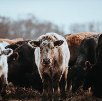 Whether your clients are rearing cattle or keeping bees, our agriculture cover can help to protect against the risks they face, protecting livestock, vintage tractors, loss of revenue, and more. The Victor agriculture underwriting team is eager to help. victorinsurance.co.uk/products/agric…