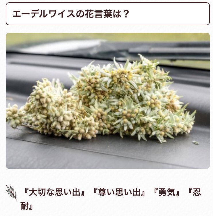 Sou 私が好きなiuちゃんの Lullaby という曲があるのですけど その歌詞の後半に 私のエーデルワイス 甘い別れを っていう英語歌詞があるんですけど エーデルワイスって何 ってなって調べたらこんな素敵な花言葉があって しかもこの曲はiuちゃんの Sou 私が好きなiuちゃんの Lullaby という曲があるのですけど その歌詞の後半に 私のエーデルワイス 甘い別れを っていう英語歌詞があるんですけど エーデルワイスって何 ってなって調べたらこんな素敵な花言葉があって しかもこの曲はiuちゃんの
