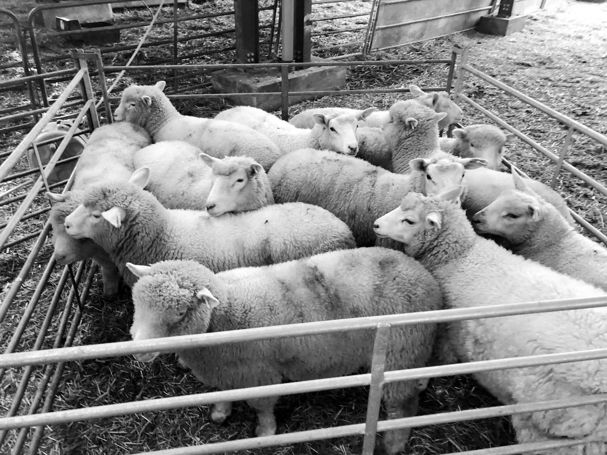 Ewesful_Acres's tweet image. 1st Newseason lambs sold today Born Dec’19 #Grassfed #NoCreep Really pleased with the results. 6 weighed in at 39.3kg @ 253p/kg &amp;amp; 6 @ 36.7kg @ 245p/kg 😊#sheep365 #sustainable #thisgirlcan #ProudToBeAFarmer