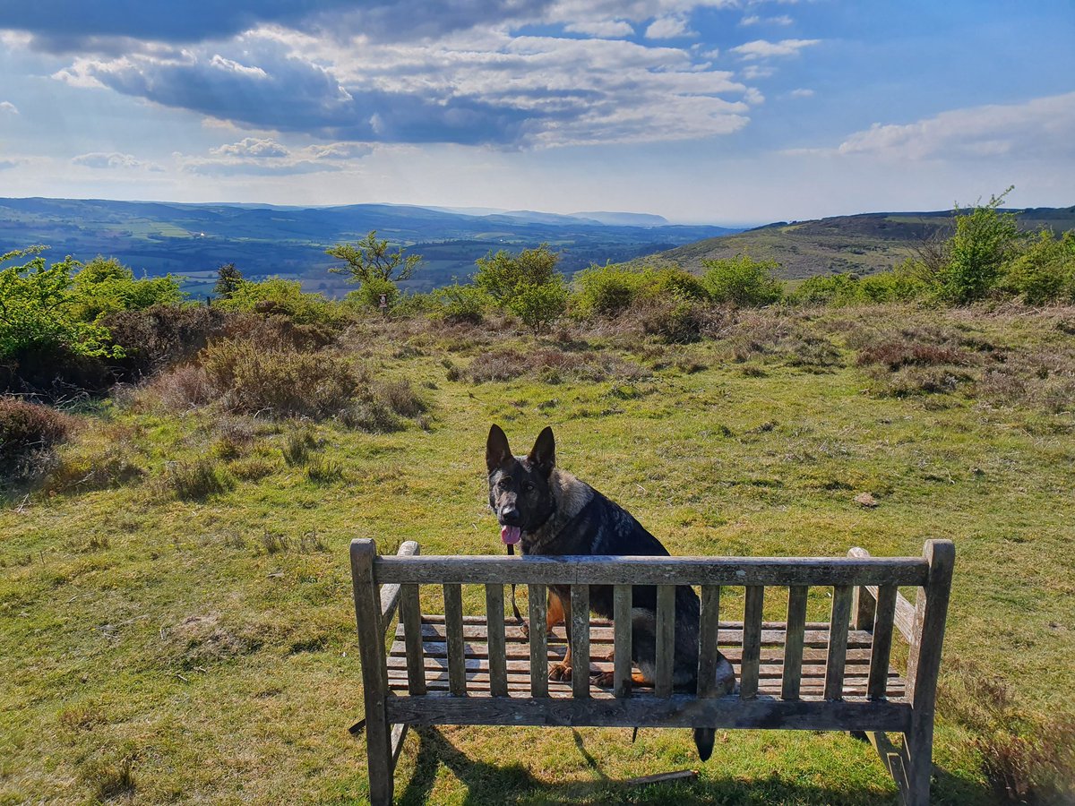 CloverPd's tweet image. Tongue out Tuesday 😋 Taking a quick break to admire the view during our walk.
