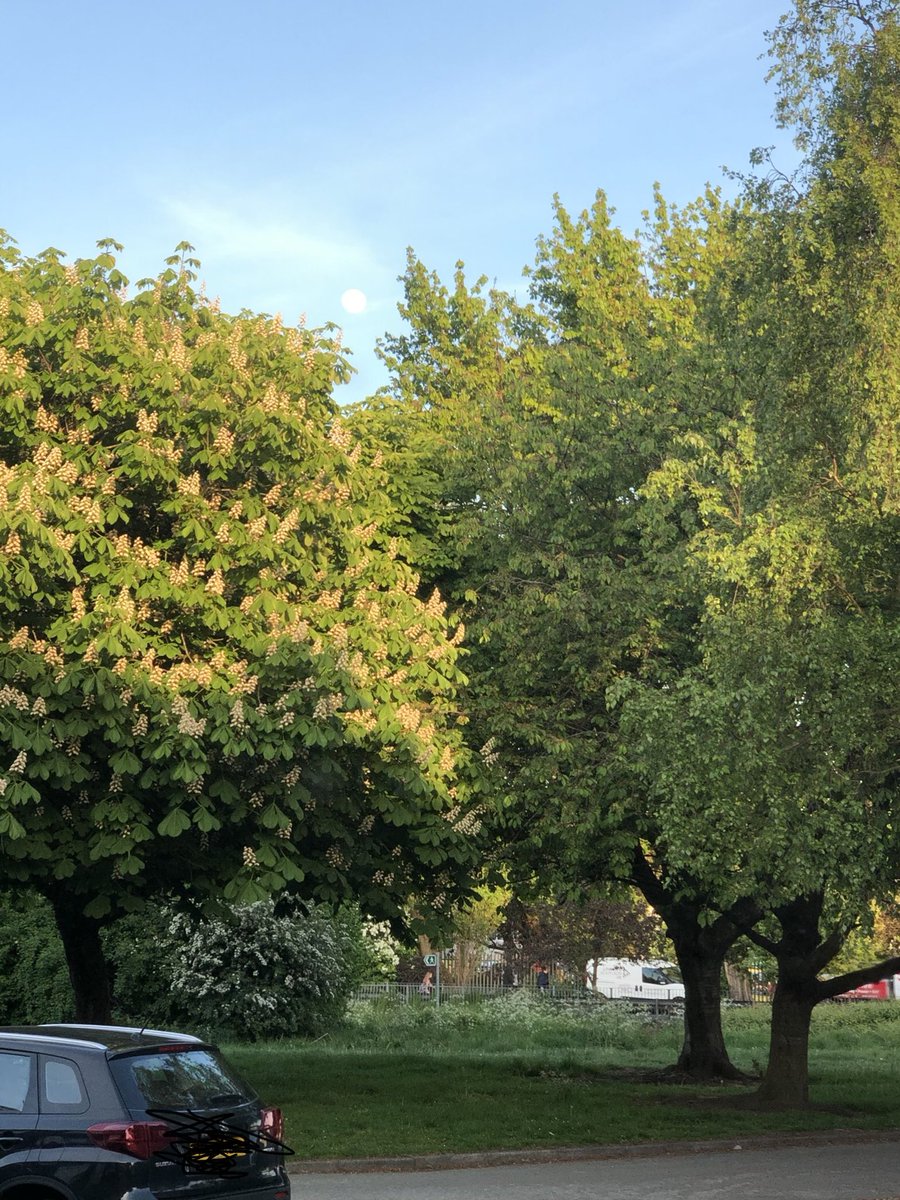 lulusmith75's tweet photo. Gorgeous early evening moon! Love this view @SteveSm57487617 😍 https://t.co/ufY0AjA0Il