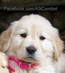 K9ComfortDogs's tweet photo. Today is #GivingTuesday! Please #donate to help us continue to serve by visiting https://t.co/SV12Q1GvXA

#GivingTuesdayNow #charitytuesday #comfortdogs #comfortthread #dogsoftwitter https://t.co/CF4GcIjmtJ