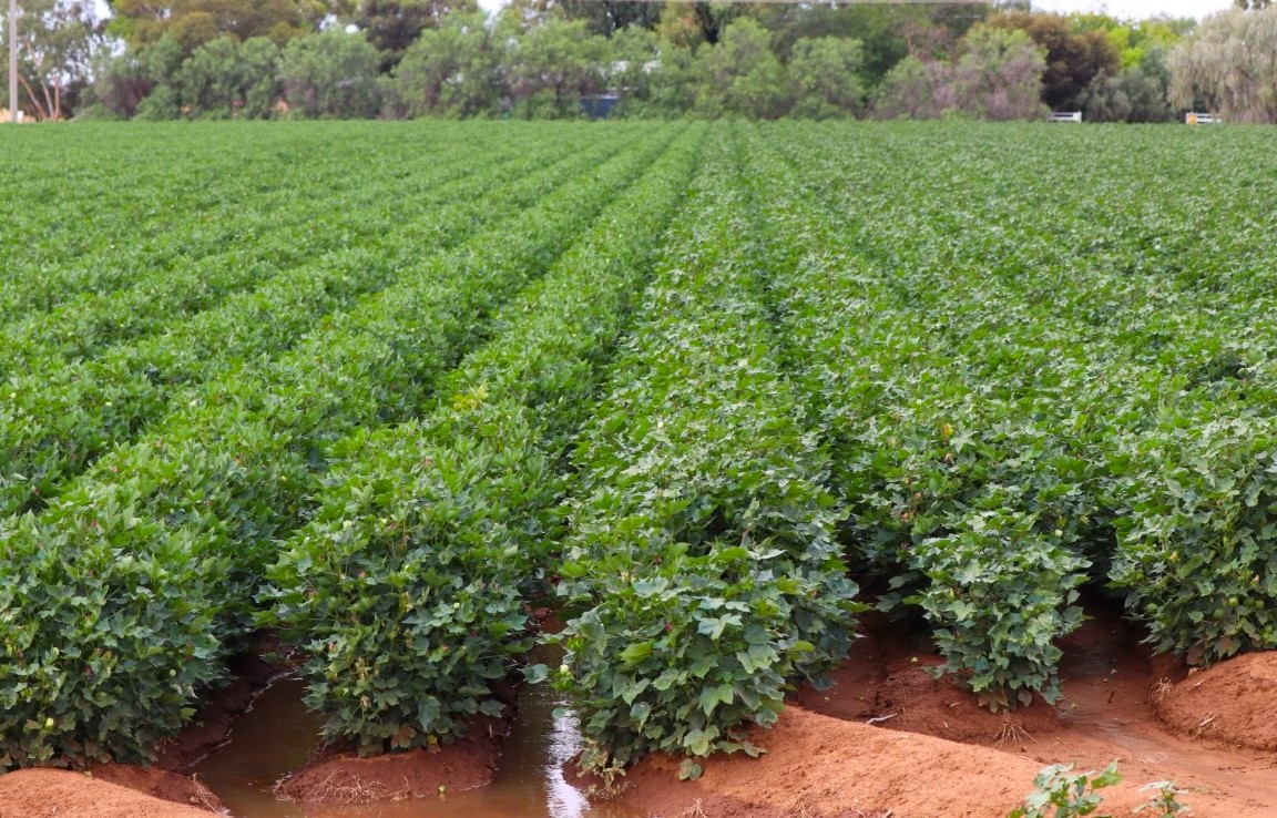 Farmbuy Com Hillston Nsw 708 Acres The Citrus Grove Represents An Opportunity For Someone Looking For A Highly Efficient And Reliable Irrigation Enterprise To Purchase With Confidence Cropping Livestock Nsw Farmbuy Com Hillston Nsw 708 Acres The Citrus Grove Represents An Opportunity For Someone Looking For A Highly Efficient And Reliable Irrigation Enterprise To Purchase With Confidence Cropping Livestock Nsw