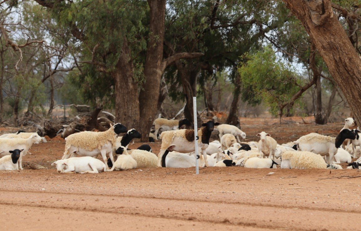 Farmbuy Com Hillston Nsw 708 Acres The Citrus Grove Represents An Opportunity For Someone Looking For A Highly Efficient And Reliable Irrigation Enterprise To Purchase With Confidence Cropping Livestock Nsw Farmbuy Com Hillston Nsw 708 Acres The Citrus Grove Represents An Opportunity For Someone Looking For A Highly Efficient And Reliable Irrigation Enterprise To Purchase With Confidence Cropping Livestock Nsw