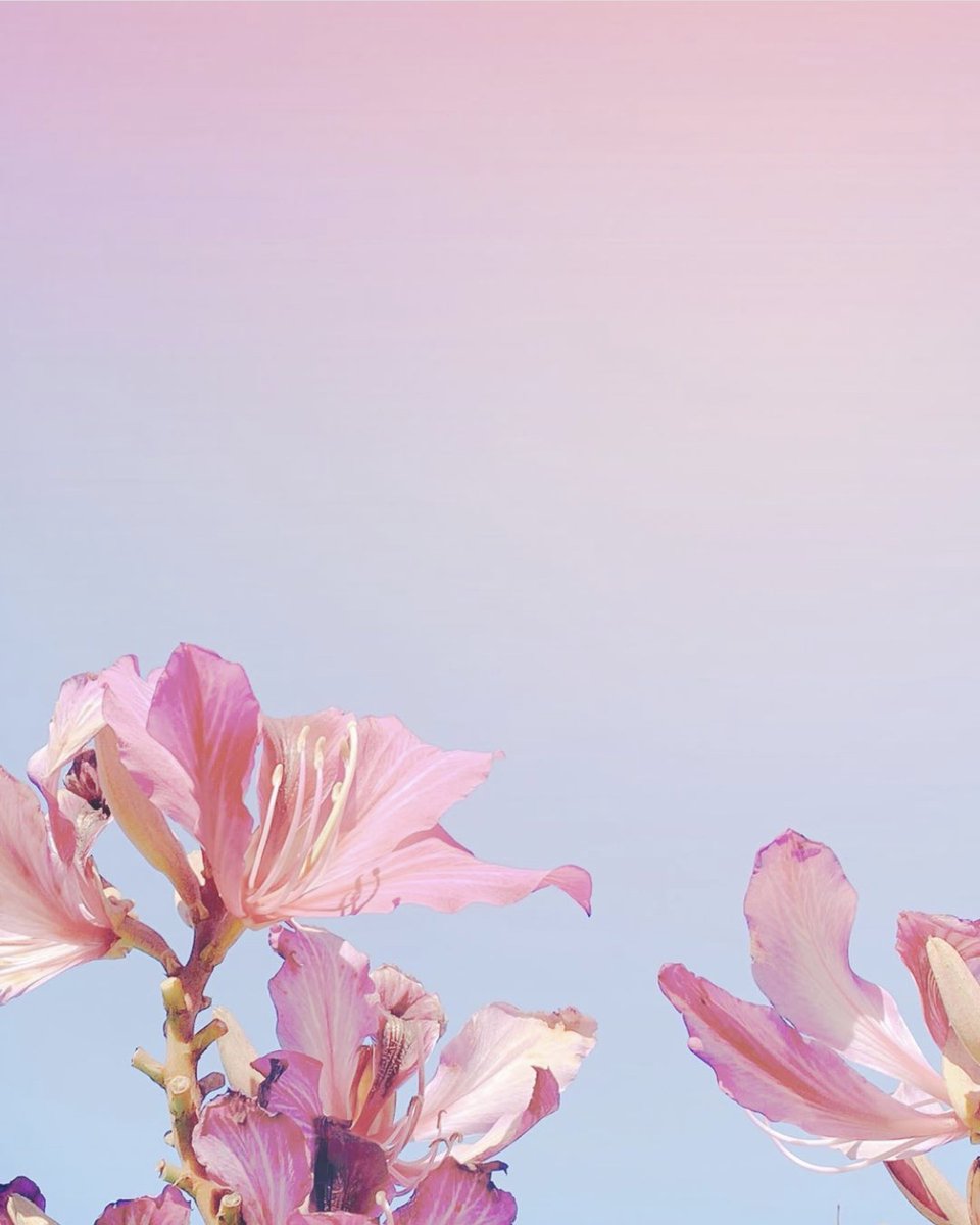 acolorstoryapp's tweet image. A TRULY unbelievable before + after from @alena.lifestyle 😮😍 (before is on the right)!! She edited this using Honey Pot from #CandyMinimal, Signature from #AColorStoryPalette, and added a light leak—amazing!! 🌸 #AColorStory