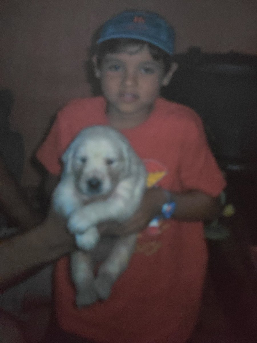 amota06's tweet photo. Estiveste comigo desde o início e eu estive lá até ao fim! Foste a melhor companhia que alguma vez poderia desejar. Espero algum dia poder voltar a encontrar-te. Descansa agora, companheiro 🌟 https://t.co/IbPPFIwCNl