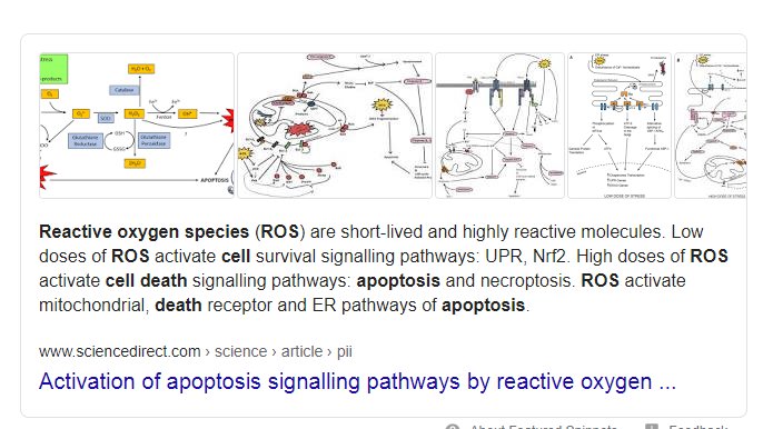  #DDDDNeutrophils also create-Proteinaise-ROS- Creates cell death and does not discriminate taking out both healthy and virus cells