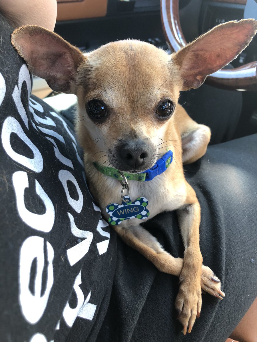 RanchoDoggo's tweet photo. I am always impressed at how chill our Wing is. By Chihuahua standards he is practically comatose. Here he is after a visit to the vet, looking like he just came from a spa day. #chillhuahua #weewing #weepups #ranchodoggo #chihuahua #tinydog #toydog #rescuedog #sunrisepetclinic https://t.co/jgeyzsBcLa
