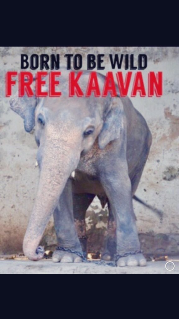 #T4Animals 🐘🦁🦒🐅🦊🦔🐻 (@cosmicbrigade) on Twitter photo May 5th 2020 l say again goodnight my sweet #Kaavan Sometimes people need to see what their actions can do <a href="/ImranKhanPTI/">Imran Khan</a> <a href="/aminattock/">Malik Amin Aslam</a> <a href="/zartajgulwazir/">Zartaj Gul Wazir</a> <a href="/sayedzbukhari/">Sayed Z Bukhari</a> <a href="/ClimateChangePK/">Ministry of Climate Change, Pakistan</a> This is what awaits #Kaavan at Cambodia WS where a place is open for him at NO cost 2🇵🇰#FreeKaavan May 5th 2020 l say again goodnight my sweet #Kaavan Sometimes people need to see what their actions can do <a href="/ImranKhanPTI/">Imran Khan</a> <a href="/aminattock/">Malik Amin Aslam</a> <a href="/zartajgulwazir/">Zartaj Gul Wazir</a> <a href="/sayedzbukhari/">Sayed Z Bukhari</a> <a href="/ClimateChangePK/">Ministry of Climate Change, Pakistan</a> This is what awaits #Kaavan at Cambodia WS where a place is open for him at NO cost 2🇵🇰#FreeKaavan