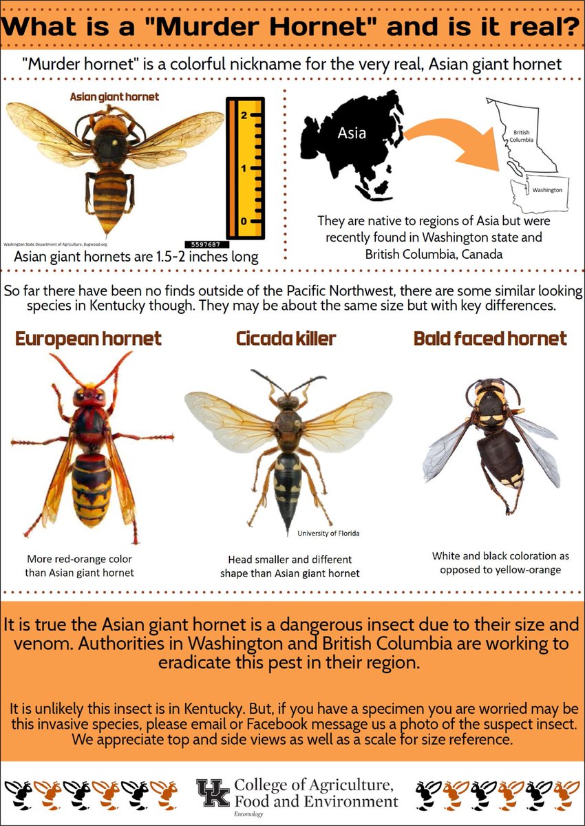 bugmanjon's tweet photo. I never thought I would answer so many questions about "murder hornets"! We hope that this helps understand this invasive insect! It's not in KY but there are some critters that resemble it! Go to the @WSDAgov for more info!!
#KYExt #MurderHornets https://t.co/3RudBo00Af